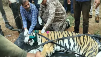 बड़ी खबर : पंजे का वार, अमले की ढाल: अरौली में वन विभाग ने किया बाघ का रेस्क्यू, महिला पर हमले के बाद बढाई गई सुरक्षा 11 20261008200735 8299xSIx