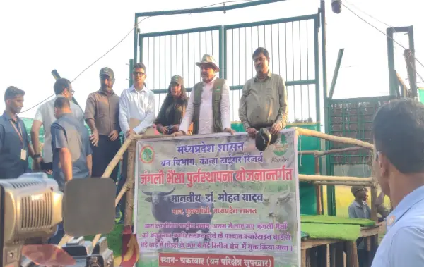 कान्हा टाइगर रिजर्व के सूपखार में 100 साल बाद लौटे जंगली भैंसे : मुख्यमंत्री डॉ. मोहन यादव ने 17 हेक्टेयर के बाड़े में किया स्थानांतरित 1 20261011201536 KMu0ZKCs
