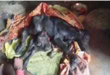 भैंस ने दिया 8 पैरों वाले बच्चे को जन्म, देखने उमड़ी ग्रामीणों की भीड़ 2 20261017182224 waYRPrQI