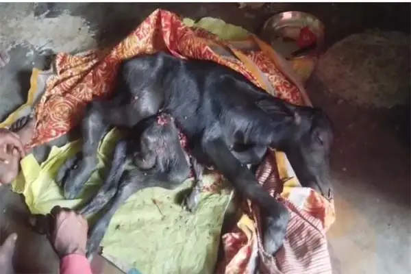 भैंस ने दिया 8 पैरों वाले बच्चे को जन्म, देखने उमड़ी ग्रामीणों की भीड़ 1 20261017182224 waYRPrQI