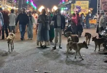 नगर निगम की अनदेखी से शहर में आवारा कुत्तों का आतंक, देवी दर्शन को निकल रहे श्रद्धालुओं पर खतरा 2 20261018152543 Rd1l4o12