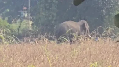 जबलपुर के जंगलों में सिवनी से पहुंचा जंगली हाथी: शहपुरा के बाद अब बरगी रेंज में मिले पदचिह्न, वन विभाग अलर्ट 5 20261019135335 EmYd7PCn