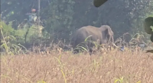 जबलपुर के जंगलों में सिवनी से पहुंचा जंगली हाथी: शहपुरा के बाद अब बरगी रेंज में मिले पदचिह्न, वन विभाग अलर्ट 1 20261019135335 EmYd7PCn