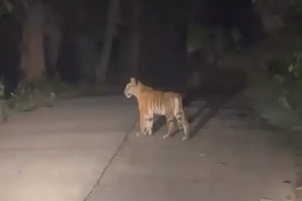 सड़क पर चहलकदमी करता दिखा बाघ शावक : राहगीरों ने रोके वाहन.... देखें पूरा वीडियो 1 20261020082428 PoLHlBCJ