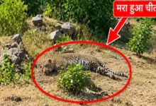 वन परिक्षेत्र में मिला तेंदुए का शव : वन विभाग में हड़कंप 2 20261026143322 OQFlYEJl