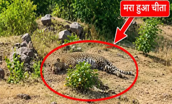वन परिक्षेत्र में मिला तेंदुए का शव : वन विभाग में हड़कंप 1 20261026143322 OQFlYEJl