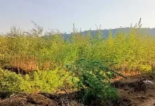 राहर की फसल में लहलहा रहे थे गांजे के पौधे, 12 पौधे जब्त, 7 किलो 200 ग्राम गांजा बरामद 3 20261030123427 MV969BX9