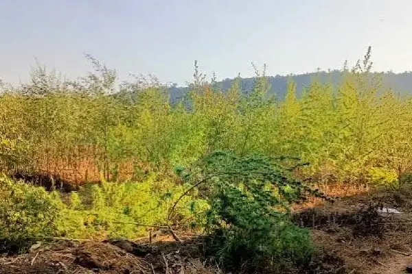 राहर की फसल में लहलहा रहे थे गांजे के पौधे, 12 पौधे जब्त, 7 किलो 200 ग्राम गांजा बरामद 1 20261030123427 MV969BX9