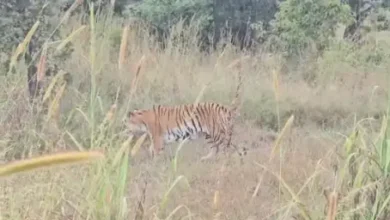 जब रिसॉर्ट का 'पहला मेहमान' बना जंगल का राजा: पेंच के निर्माणाधीन परिसर में बाघ की चहलकदमी से मचा हड़कंप... देखें पूरा वीडियो 8 20261031132424 zjPO5gyc