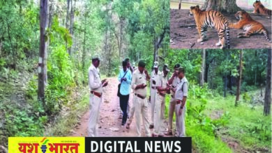 कटनी के जंगलों में बाघों की गिनती पूरी, प्रदेश स्तर पर जारी होंगे आंकड़े, पहले से संख्या बढऩे की उम्मीद 5 64