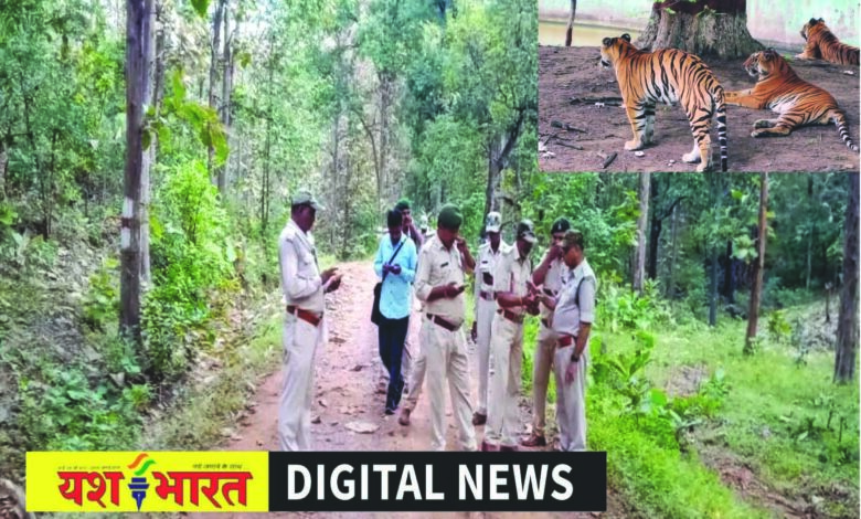 कटनी के जंगलों में बाघों की गिनती पूरी, प्रदेश स्तर पर जारी होंगे आंकड़े, पहले से संख्या बढऩे की उम्मीद 1 64